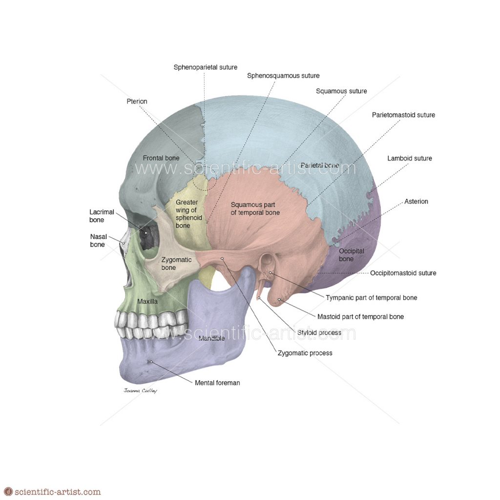 Human Skull At Lateral View Scientific Scientific Artist Joanna Culley 