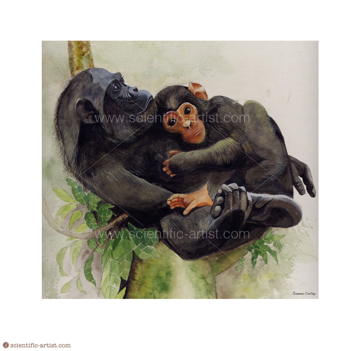 Chimpanzee And Infant Scientific Scientific Artist Joanna Culley Providing Art 