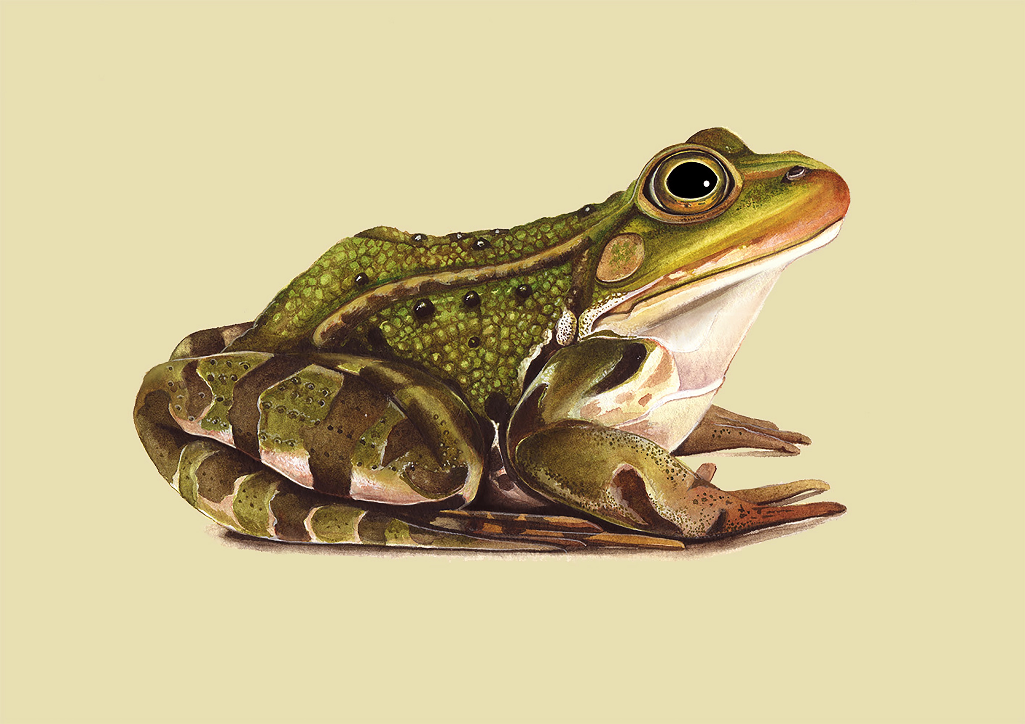 Common Frog Scientific Scientific Artist Joanna Culley Providing Art And 