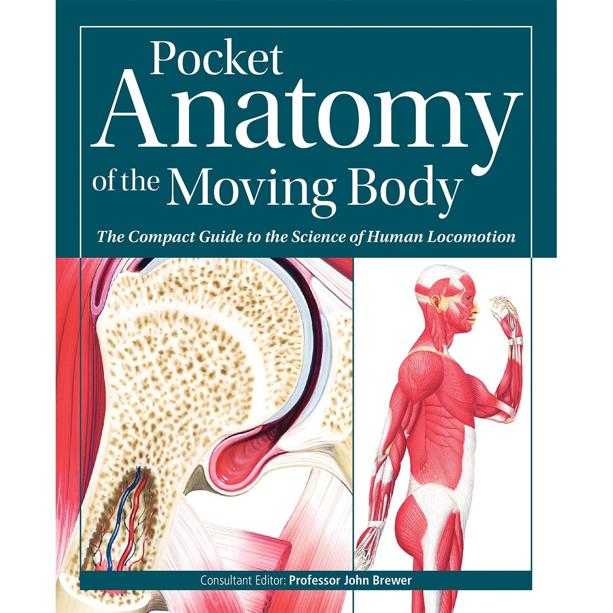 Pocket Anatomy Of The Moving Body Home Scientific Scientific Artist Joanna Culley 