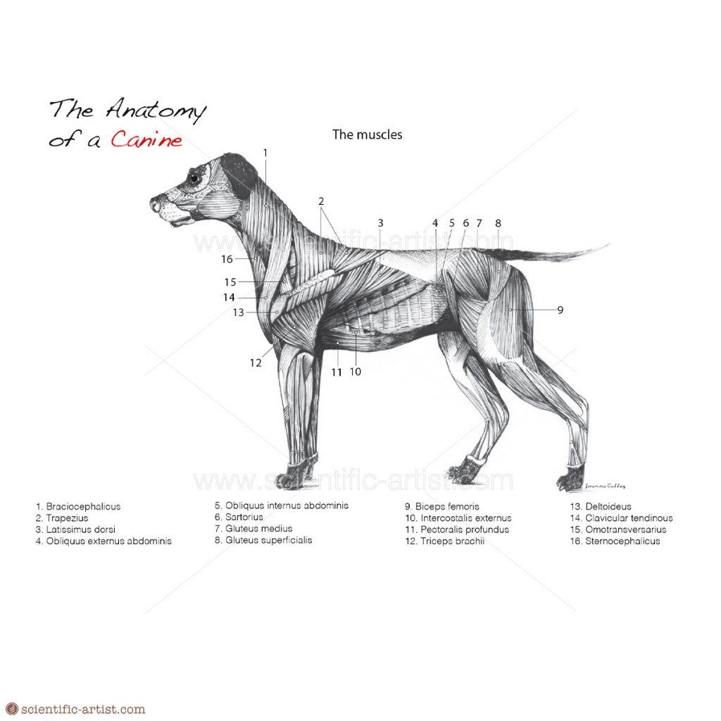 The Anatomy of a Canine (Muscle Anatomy)