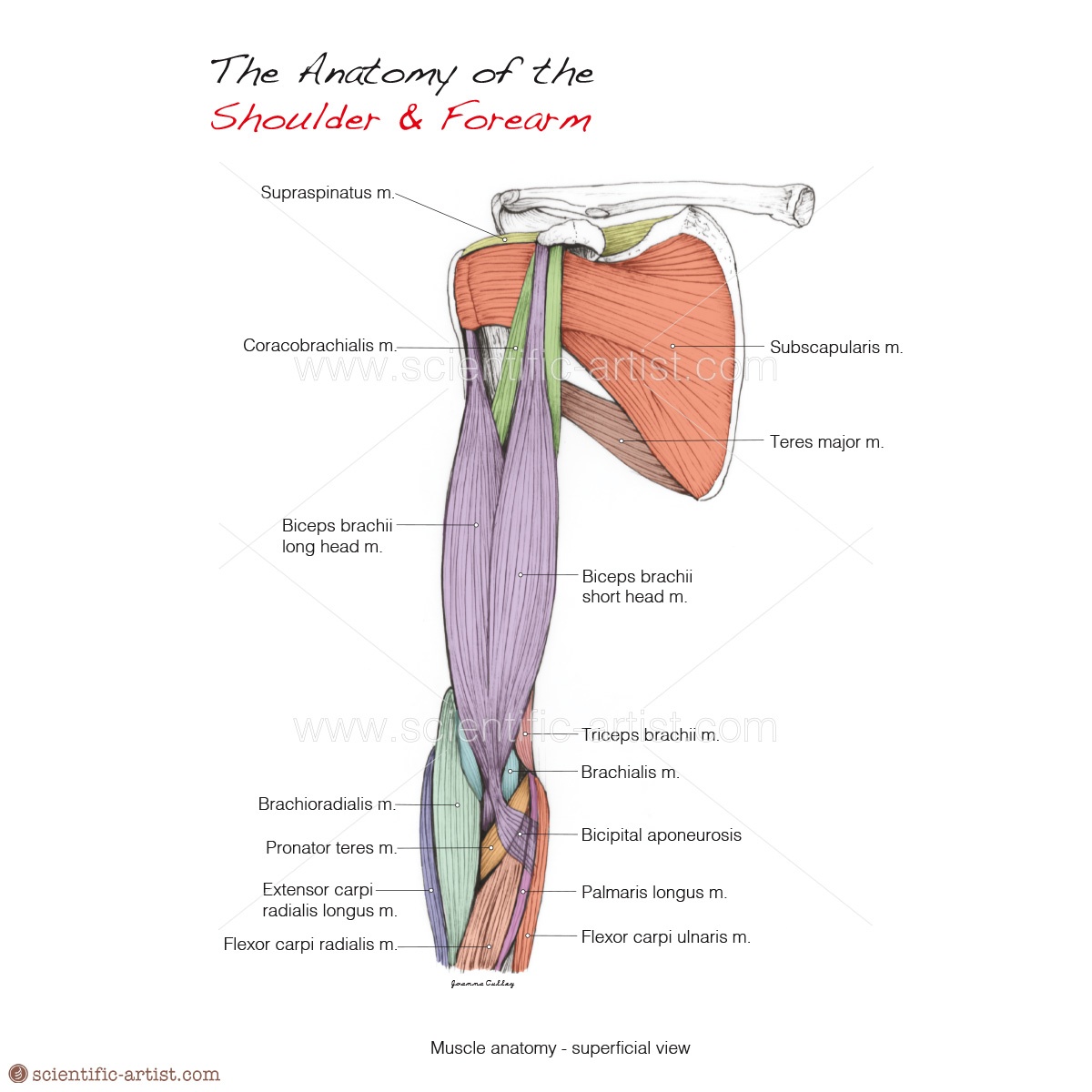The Anatomy Of The Shoulder And Forearm Scientific Scientific Artist Joanna 