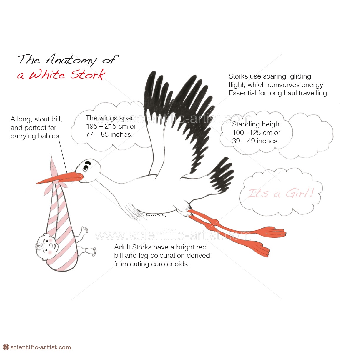 The Anatomy of a Stork | | Scientific-Artist.com | Scientific Artist ...