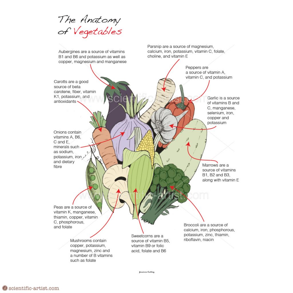 The Anatomy Of Vegetables Scientific Scientific Artist Joanna Culley Providing 