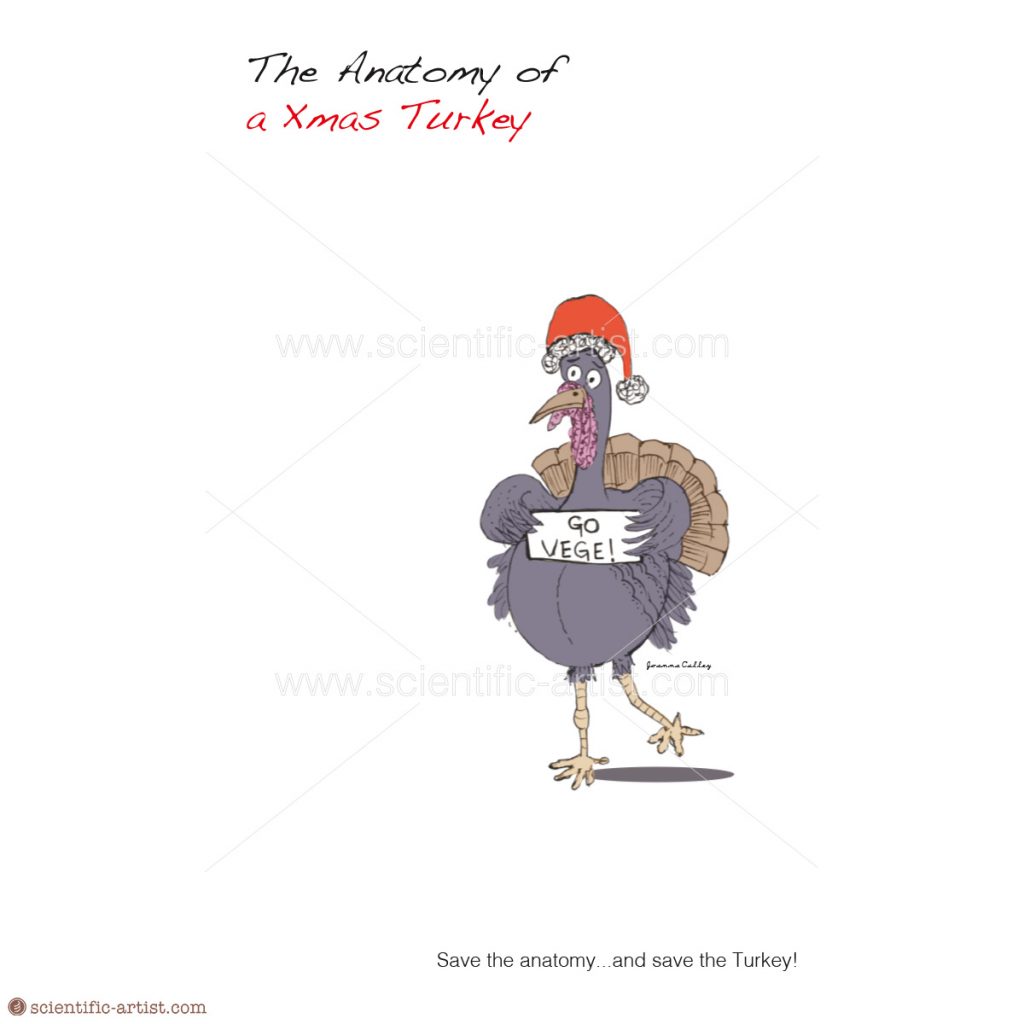 The Anatomy Of A Xmas Turkey Scientific Scientific Artist Joanna Culley 