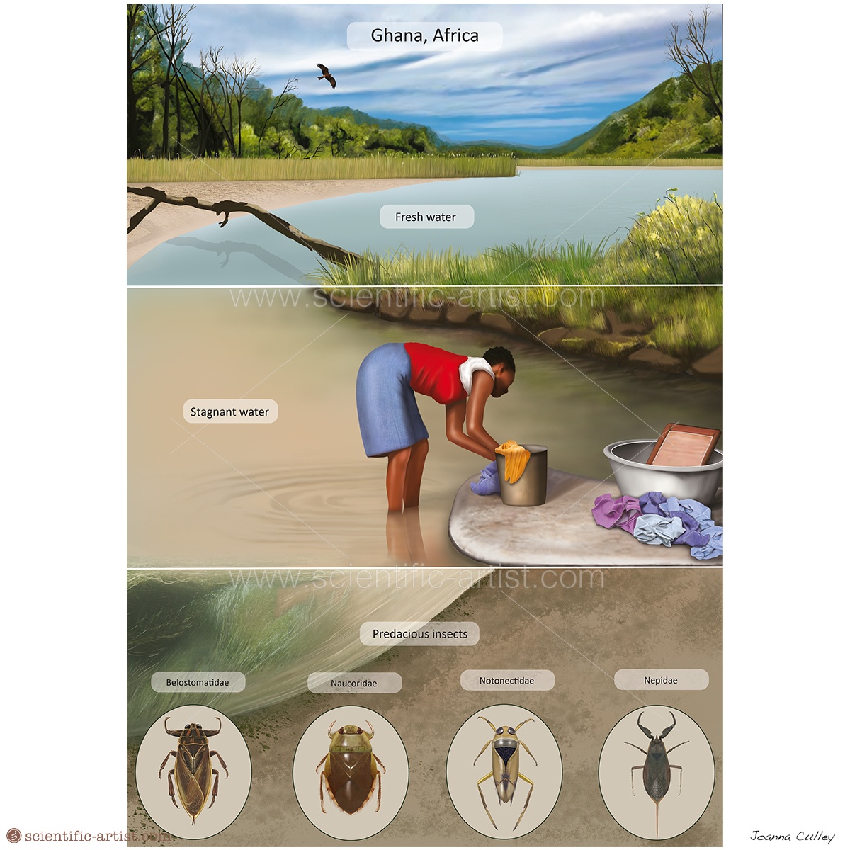 Infographic Predacious Insects In A River Scientific Scientific Artist Joanna 