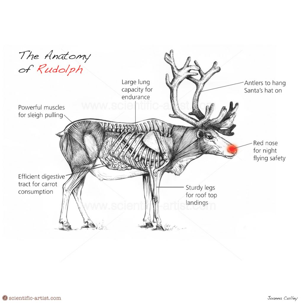 Anatomy Of Rudolph Scientific Scientific Artist Joanna Culley Providing Art And 