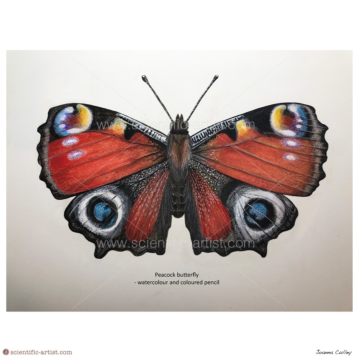 Peacock Butterfly Scientific Scientific Artist Joanna Culley Providing Art And 